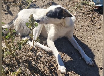 ♥MONI♥ ab 9. Okt auf Pflegestelle bei Köln - hübsche, ganz zutrauliche und liebe Hündin 43cm