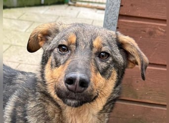 ♥FEE♥ auf Pflegestelle bei Köln - hübsche, ruhige, eher zurückhaltende, unkomplizierte Juniorin 49cm