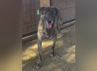 ♥MABLE♥ wunderschöne braun gestromte, ganz liebe, anfangs noch etwas vorsichtige Junghündin 47 cm