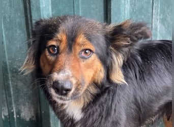 ♥SALOME♥ neu auf Pflegestelle bei Leverkusen - bildhübsche, sensible, kluge Hundemama 49cm