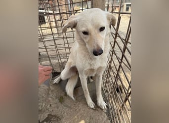 ♥ELLA♥ besonders hübsche, sanfte, noch vorsichtige Hündin 49 cm