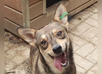 ♥NASIRA♥ fröhliche, verschmuste und aufgeschlossene Hundedame 50 cm