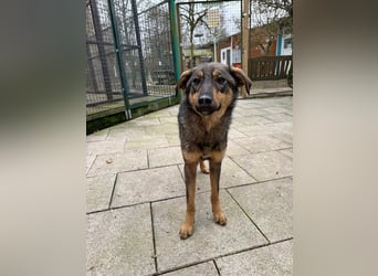 ♥FEE♥ auf Pflegestelle bei Köln - hübsche, ruhige, eher zurückhaltende, unkomplizierte Juniorin 49cm