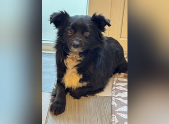♥ZELDA♥ auf Pflegestelle in Köln - ganz niedliche, kleine, noch etwas unsichere Hündin 41cm