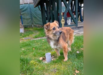 ♥DIDRIK♥ auf Pflegestelle bei Köln - süßer, lieber, dankbarer, blinder Purzel 45 cm