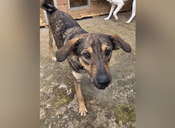 ♥RIO♥ verschmuster, ruhiger, liebevoller und verspielter Jungspund 50 cm