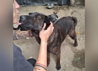 ⭐️ZANA⭐️, Knutschkugel, Hündin, 8,5 Jahre, 45 cm, Mischling, Tierschutz Rumänien