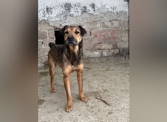 ⭐️ZITA⭐️, treue Seele, Hündin, 4 Jahre, 44 cm, Mischling, Tierschutz Rumänien
