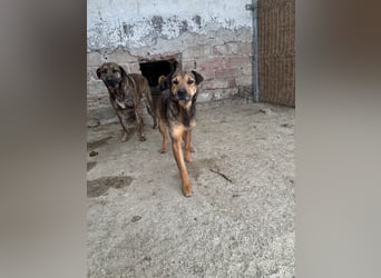 ⭐️ZITA⭐️, treue Seele, Hündin, 4 Jahre, 44 cm, Mischling, Tierschutz Rumänien