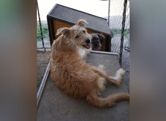 ⭐️GIMPO⭐️, lustiges Hundekind, Rüde, 11 Monate, 40 cm, Mischling, Tierschutz Rumänien