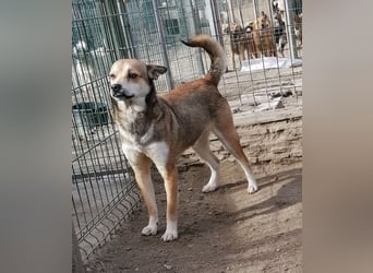 ⭐️KODA⭐️, vorsichtiger Rüde, 4,5 Jahre, 45 cm, Mischling, Tierschutz Rumänien