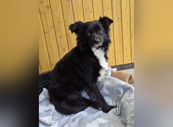 ♥ZELDA♥ auf Pflegestelle in Köln - ganz niedliche, kleine, noch etwas unsichere Hündin 41cm