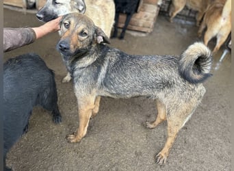 ♥MARCO♥ süßer, ganz lieber und menschenbezogener Rüde mit sanftem Charakter 46 cm