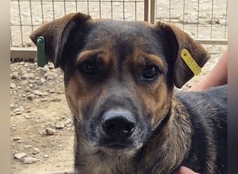 ♥BEN♥ Traumhund mit wundervollem Charakter, der auf seine Menschen wartet 49 cm