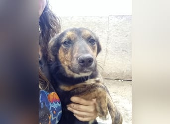 ⭐NARCISA⭐, sanfte Junghündin, 9 Monate, 42 cm, Mischling, Tierschutz Rumänien