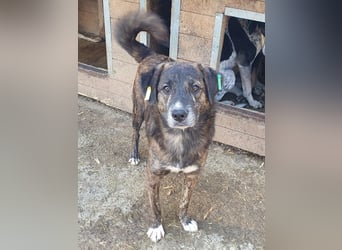 ♥RUSTY♥ unfassbar verschmuster und kuschelbedürftiger, wunderschöner, gestromter Rüde 49 cm