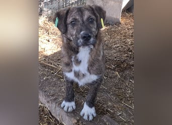 ♥FREDDIE♥ wunderschöner, fröhlicher, ganz aufgeschlossener Junior 41 cm