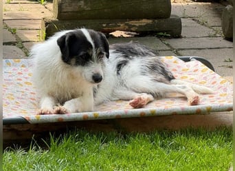 ♥FLORENCE♥ neu auf Pflegestelle in Köln - bezaubernde, anfangs noch vorsichtige Hündin 47 cm