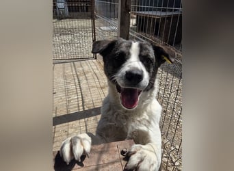 ♥SALLY♥ bildhübsche, ausgesprochene temperamentvolle und ganz menschenbezogene Hündin 46 cm