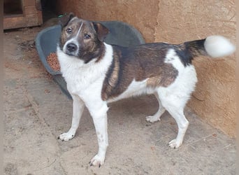 ♥LUCA♥ wunderschöner, total verschmuster, sehr menschenbezogener, sportlicher Junior 42 cm