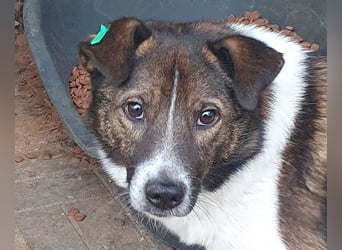 ♥LUCA♥ wunderschöner, total verschmuster, sehr menschenbezogener, sportlicher Junior 42 cm