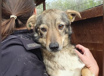 ♥LUMI♥ süßer, ganz lieber Rüde, der im Tierheim sehr viel Angst hat 47 cm