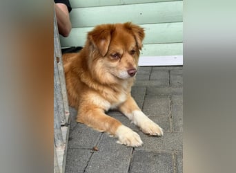 ♥BENNY♥ auf Pflegestelle bei Köln - süßer, ganz menschenbezogener Rüde 42cm