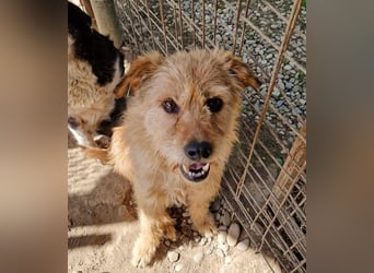 ♥LINDI♥ ruhige, sanfte, anfangs noch vorsichtige süße Hündin mit wuscheligem goldfarbenen Fell 49 cm