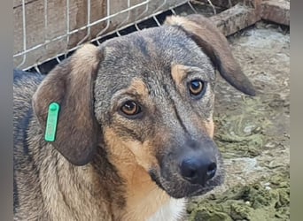 ♥STACY♥ süße, liebe, noch zurückhaltende Junghündin, die mit Liebe und Zeit aufblühen wird 45 cm