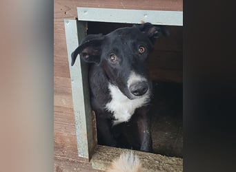 ♥MIRU♥ bezaubernder, lieber, zutraulicher, fröhlicher Jungrüde, der alles richtig machen möchte 47cm