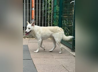 ♥BLANCO♥ auf Pflegestelle bei Köln - sportlicher, zarter, ganz lieber und sensibler Rüde 48cm