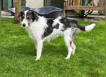 ♥FLORENCE♥ neu auf Pflegestelle in Köln - bezaubernde, anfangs noch vorsichtige Hündin 47 cm