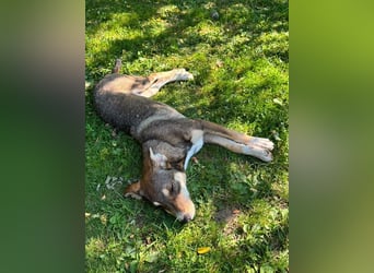 ♥HAZEL♥ auf Pflegestelle bei Köln - süße, verspielte, sanfte kleine Maus 45 cm (wachsend)