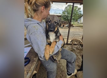 ♥CARINO♥ ganz süßer, lieber, nicht aufdringlicher und ruhiger Junior 48 cm