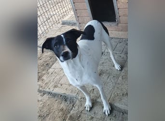 ♥SIMON♥ sehr menschenbezogener, hübscher Junghund, der als Familienhund geeignet ist 45 cm