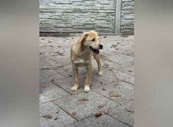 ♥BARNY♥ auf Pflegestelle bei Köln - zuckersüßer, anfangs noch vorsichtiger, verspielter Bub 44 cm