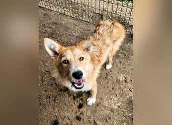 ♥SONJA♥ ab 15. Aug auf Pflegestelle bei Köln-niedliche, ganz freundliche und zutrauliche Hündin 50cm