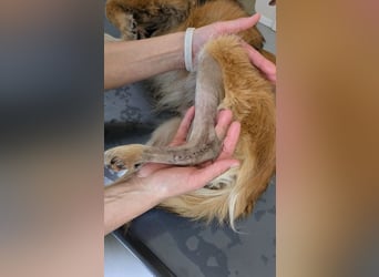 ♥DIDRIK♥ auf Pflegestelle bei Köln - süßer, lieber, dankbarer, blinder Purzel 45 cm