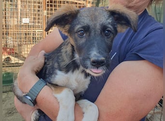 ♥HAZEL♥ wunderschöne, ganz menschenbezogene Herzenshündin - wird mittelgroß