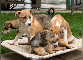 ♥HEINER♥ neu auf Pflegestelle bei Köln - niedlicher, sehr zutraulicher Welpe 48cm (wachsend)