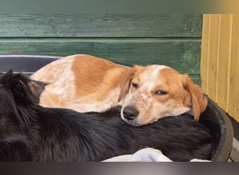 ♥LUZ♥ neu auf Pflegestelle bei Köln - süße, wunderschöne, noch zurückhaltende Junghündin 41 cm