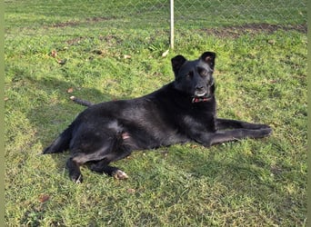 ♥KINDRA♥ neu auf Pflegestelle bei Köln - süße, verschmuste und unkomplizierte Hündin 50 cm