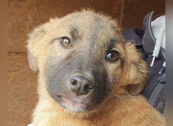 ♥LORD♥ ganz niedlicher,sehr lieber Junghund,der in einem dunklen Zwinger hocken muss-wird mittelgroß