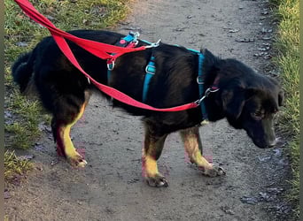 ♥MARIA♥ auf Pflegestelle bei Köln - süße, ruhige, unkomplizierte Junghündin 43 cm