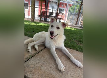 ♥BLANCO♥ auf Pflegestelle bei Köln - sportlicher, zarter, ganz lieber und sensibler Rüde 48cm