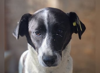 ♥AFRICA♥ zuckersüße, hübsche, noch unsichere Juniorin 42 cm