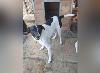 ♥SIMON♥ sehr menschenbezogener, hübscher Junghund, der als Familienhund geeignet ist 45 cm