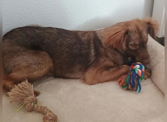 ♥BRUNJA♥ verliert ihr Zuhause bei Köln - ganz menschenbezogene, aktive Junghündin 45cm