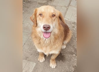 ♥CESAR♥ sehr menschenbezogener Rüde, der wie ein tiefergelegter Golden Retriever wirkt 45 cm