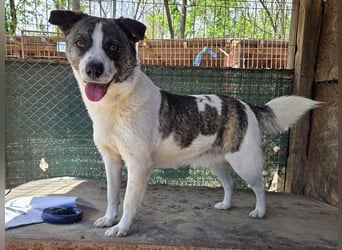 ♥SALLY♥ bildhübsche, ausgesprochene temperamentvolle und ganz menschenbezogene Hündin 46 cm